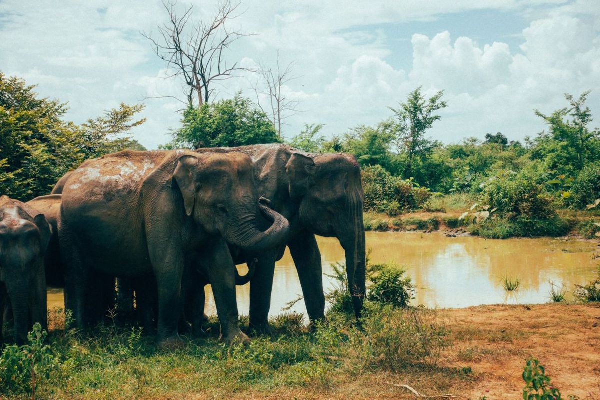 Female Solo Travel Sri Lanka